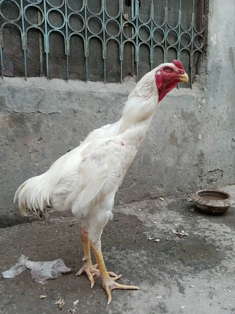 White Heera Shamo Breeding Pair  32" + 3.3kg  Lahore — photo 5