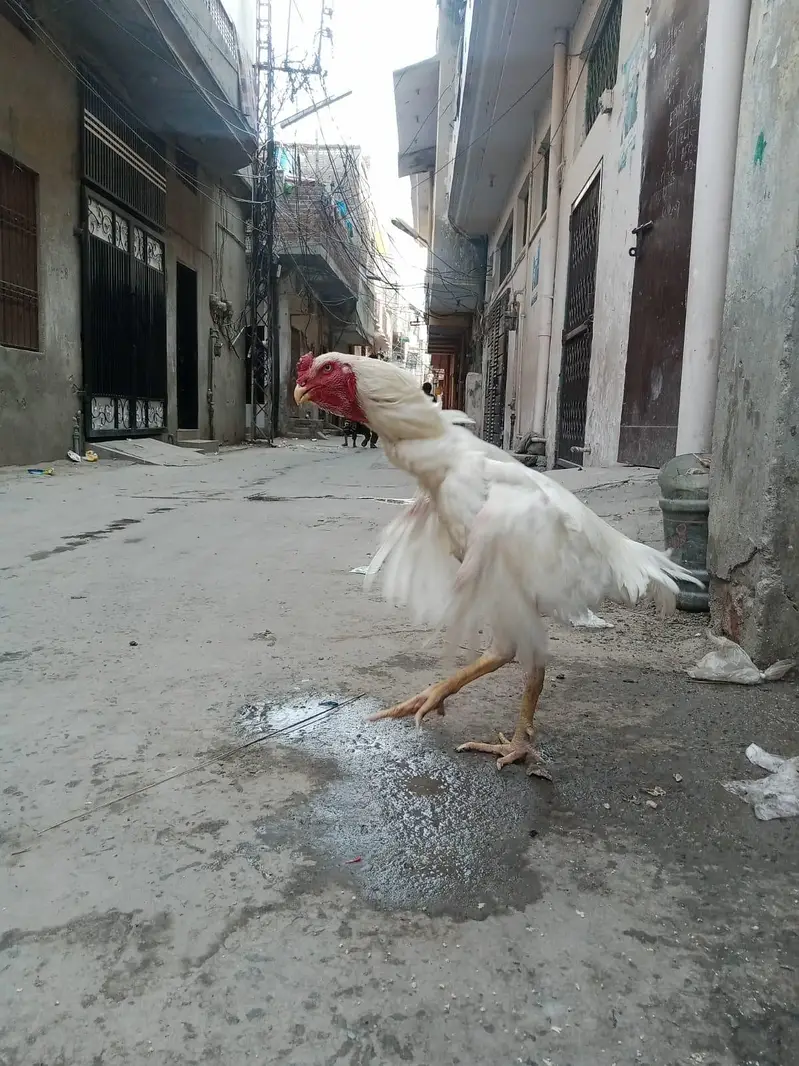 White Heera Shamo Breeding Pair  32" + 3.3kg  Lahore — photo 6