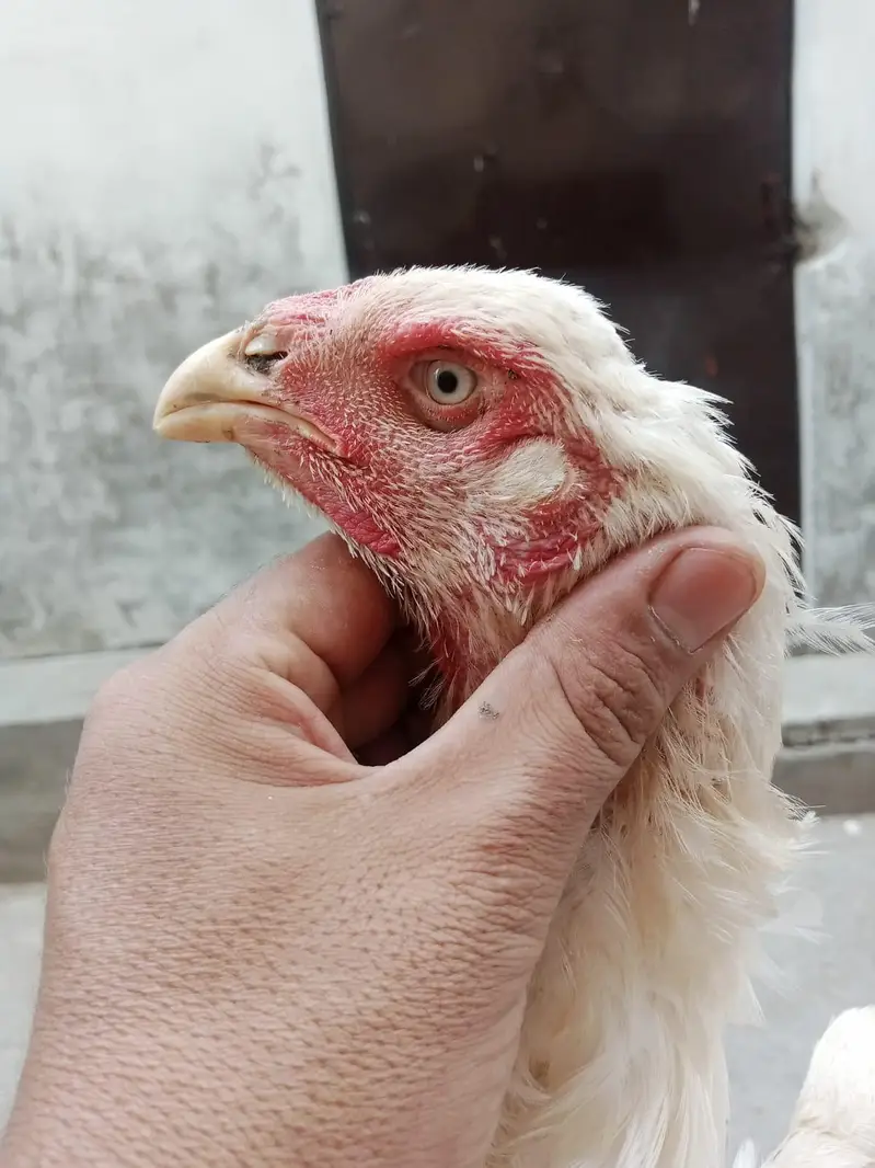 White Heera Shamo Breeding Pair  32" + 3.3kg  Lahore — photo 7