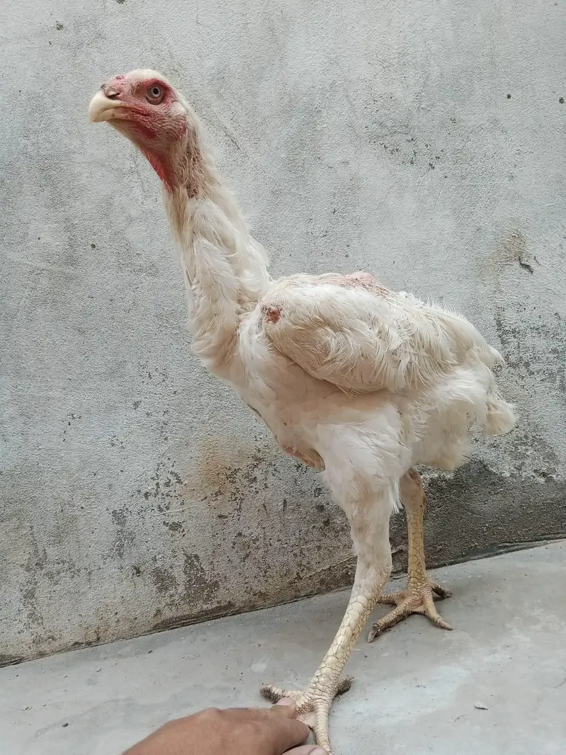 White Heera Shamo Breeding Pair  32" + 3.3kg  Lahore — photo 8