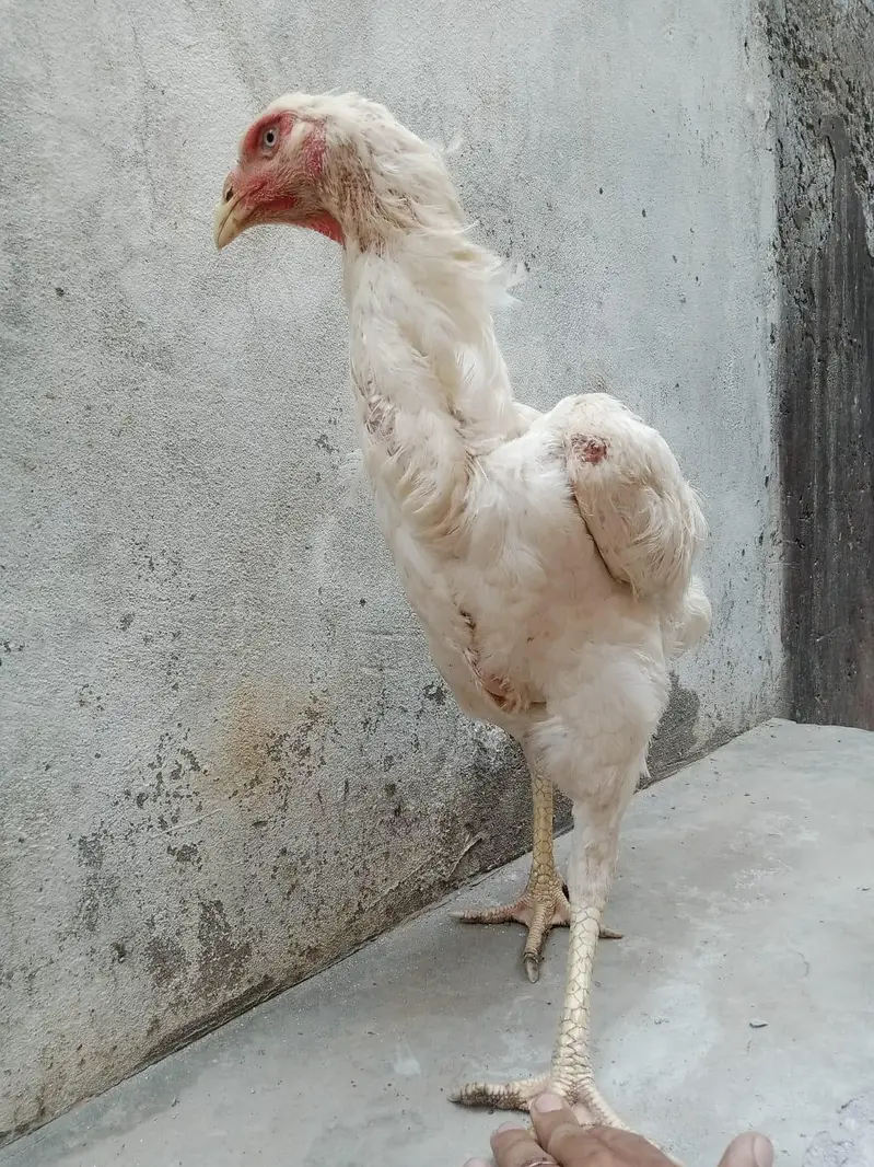 White Heera Shamo Breeding Pair  32" + 3.3kg  Lahore — photo 9