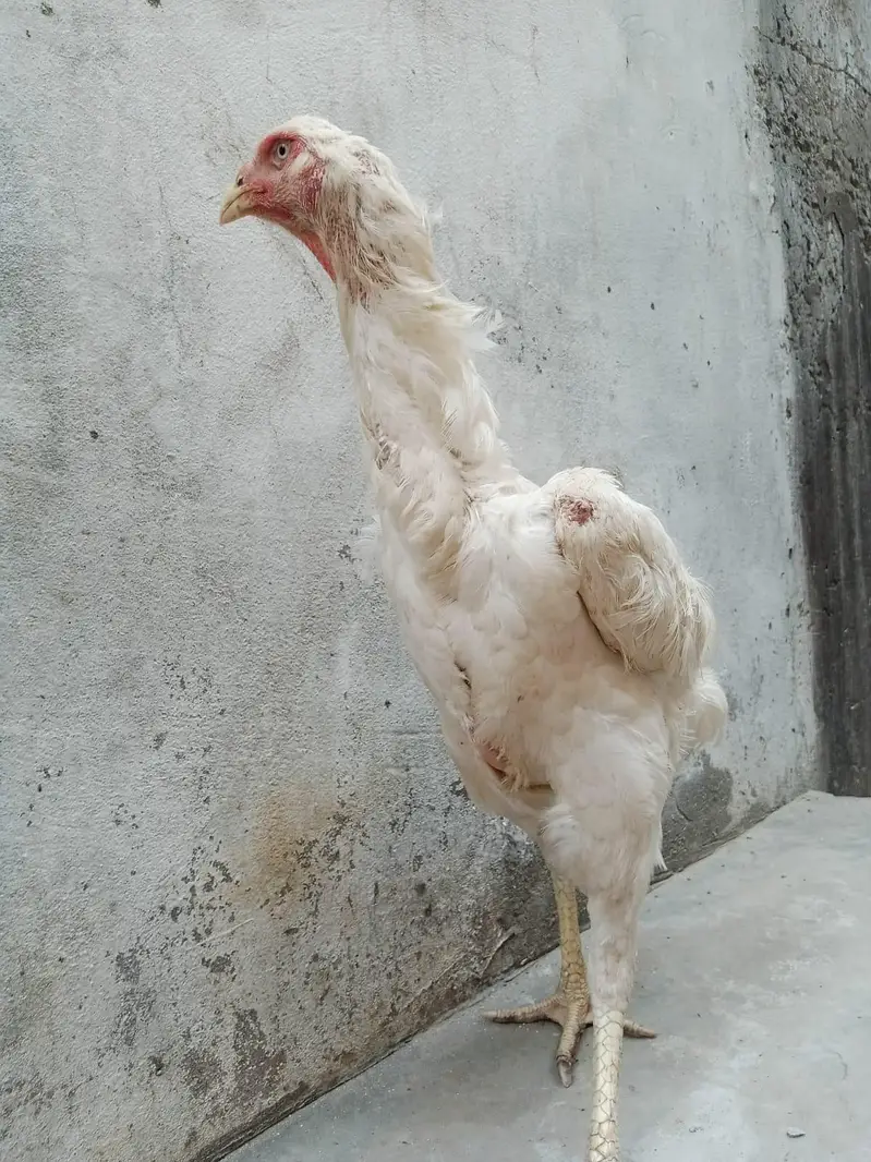 White Heera Shamo Breeding Pair  32" + 3.3kg  Lahore — photo 10