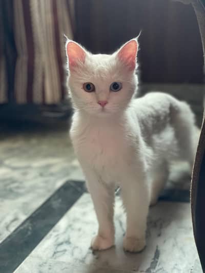 Persian cat with blue golden eyes