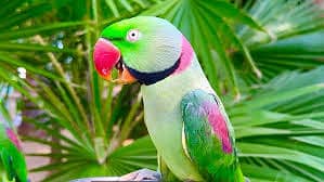 Complete Bird Breeding Setup For Sale