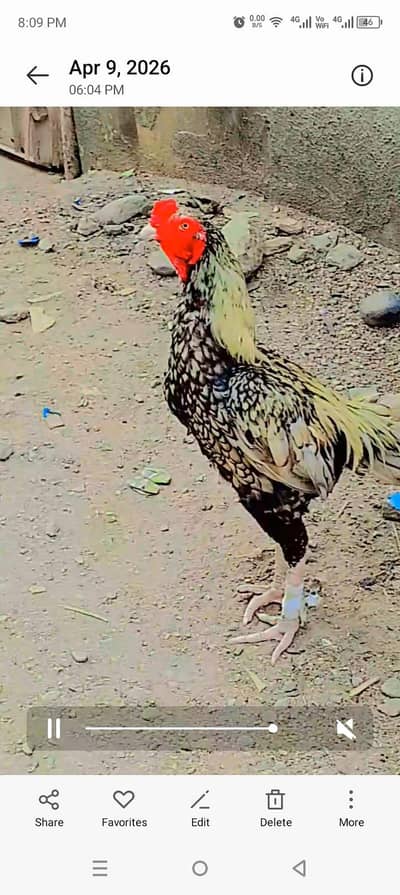 shajra murga 10k price