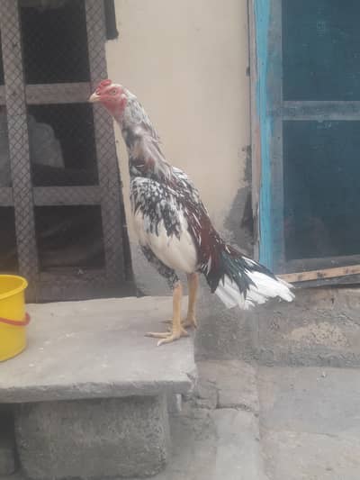 cheena patha home breeed
