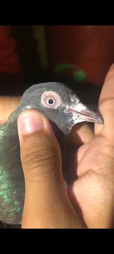 Male available for breeding