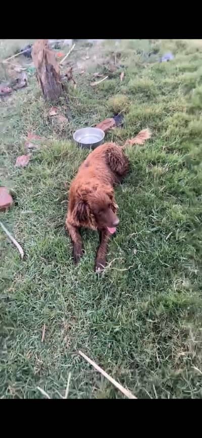 COCKER SPANIEL MALE EXCHANGE AND FOR STUD