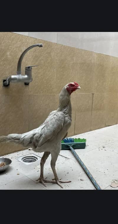 White shamo hsn breed import export quality