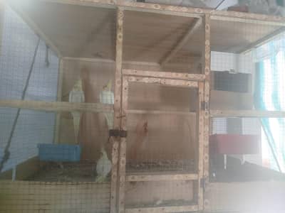 coaktial parrots pair breader with 1 year baby