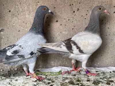 qasid pigeons