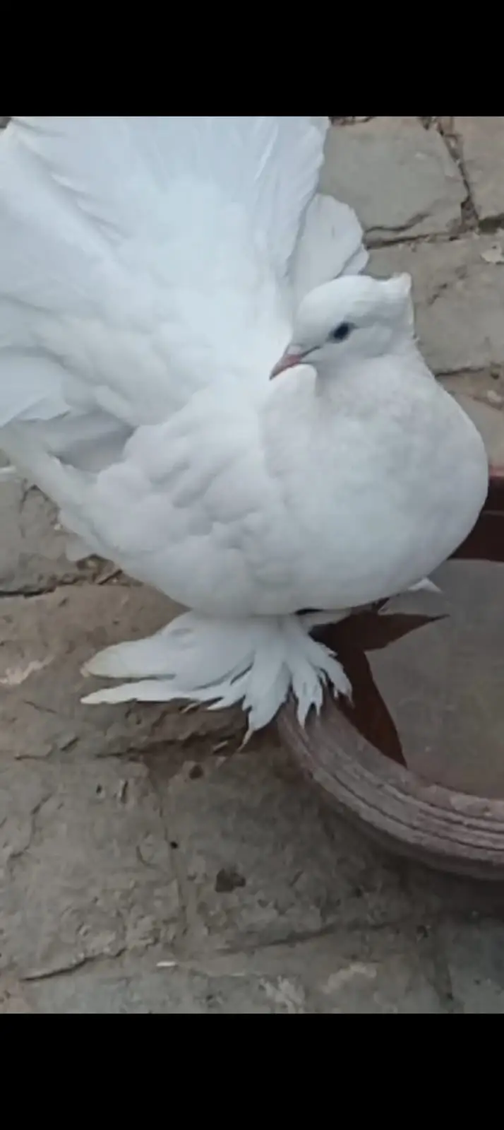 laka pigeon — photo 4
