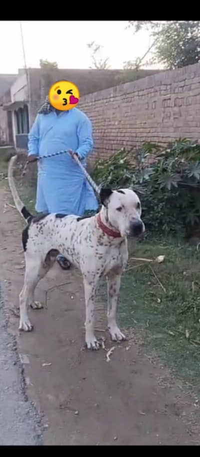 bully dog for sale 0.3. 45.23. 43.315 call or whatsup