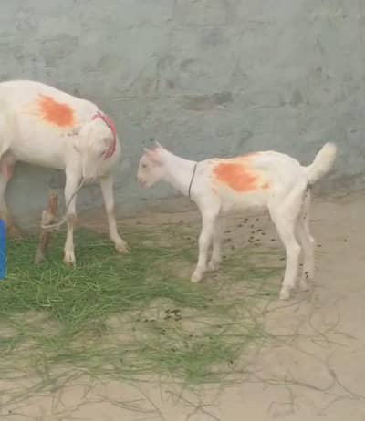 taddy bakri with kids male
