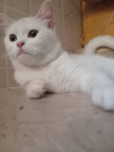 White Persian single coat cat