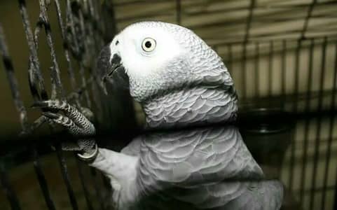Congo African Grey Parrot