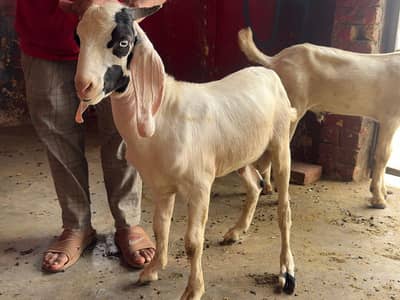 tapray teddy bakra| shera print pragnent female| Bakri |abluk Goat