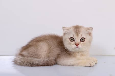 Scotish fold kittens | scotish cats | kittens | imported kittens