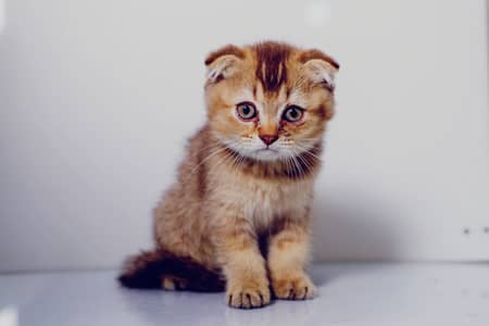Scotish fold kittens | scotish cats | kittens | imported kittens