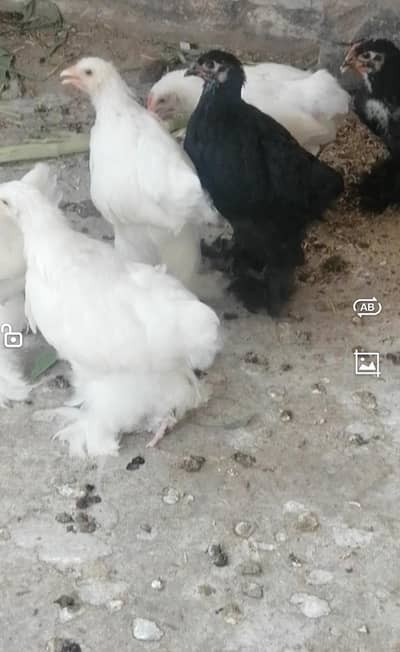 White black heavy buff cochine