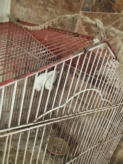albino Love bird
