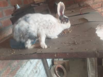 breeder rabbit for sale