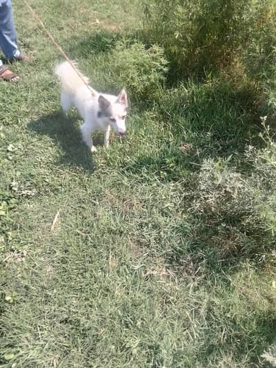bohat achi quality ka ha Russian aur husky ka cross ha