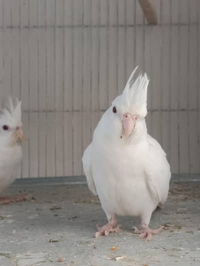 Eno Cockatiel