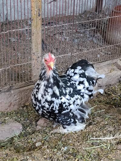 molted bantam female,/bantam/ white black bantam