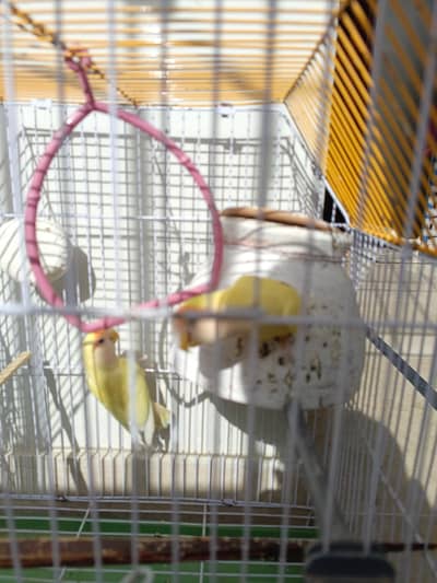 lotino birds