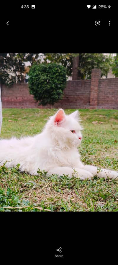 Quality Persian Cat Pair Male Female Panch face Attractive eyes