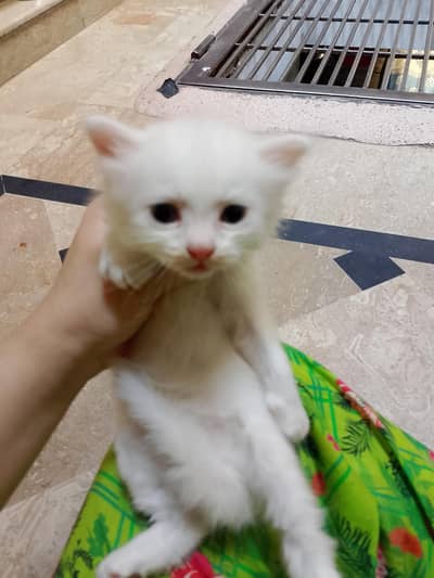Parisian cat pure white 2 male 1 female white