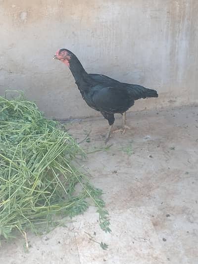 shamo femal