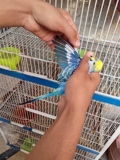 Black face green budgie . 03244082978