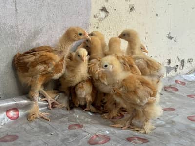 chick | bantam | bantam chicks |hen | Golden buff chicks / Chickens