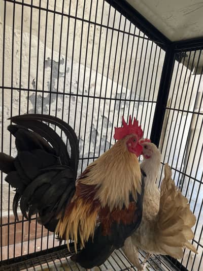 Japanese bantam
