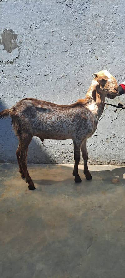 Makhi chini bakra