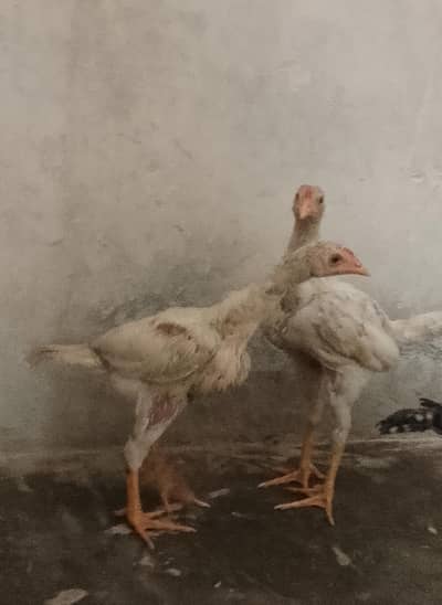 heera hen
