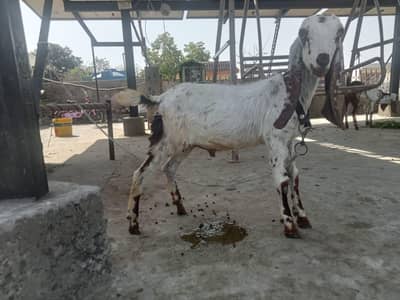 makhi cheena bakra cross breed