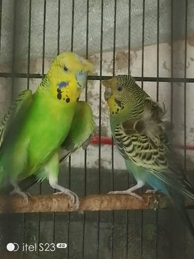 exhi hogo working pair available good pair hai in reasonable price hai