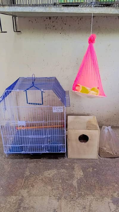 lotino breeder pair with complete setup