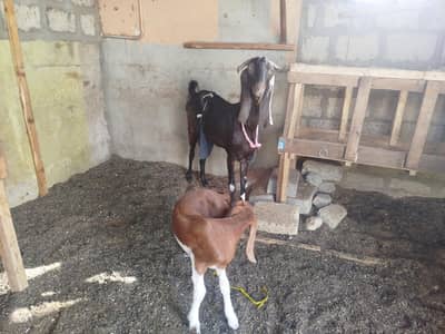 1 bakri 2 bache