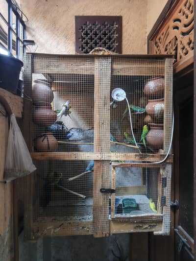 budgies full setup for sale