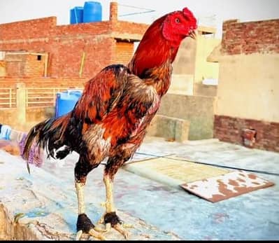 Pakoya + veitnaam Murga