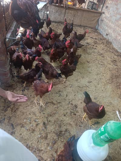 RIR Fully vaccinated and healthy Flock