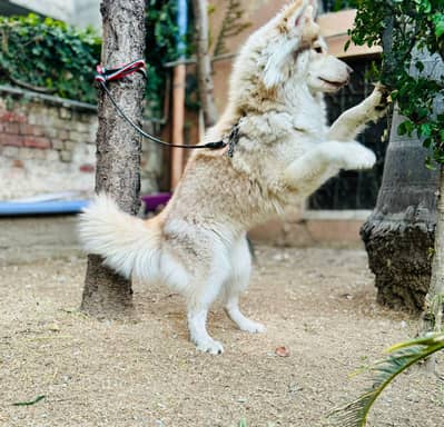 Husky pregnant female 5 days remaining