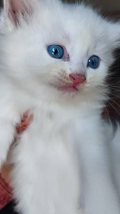 Persian Kittens