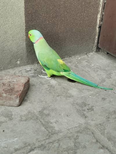 ghr ka male sami tame hai