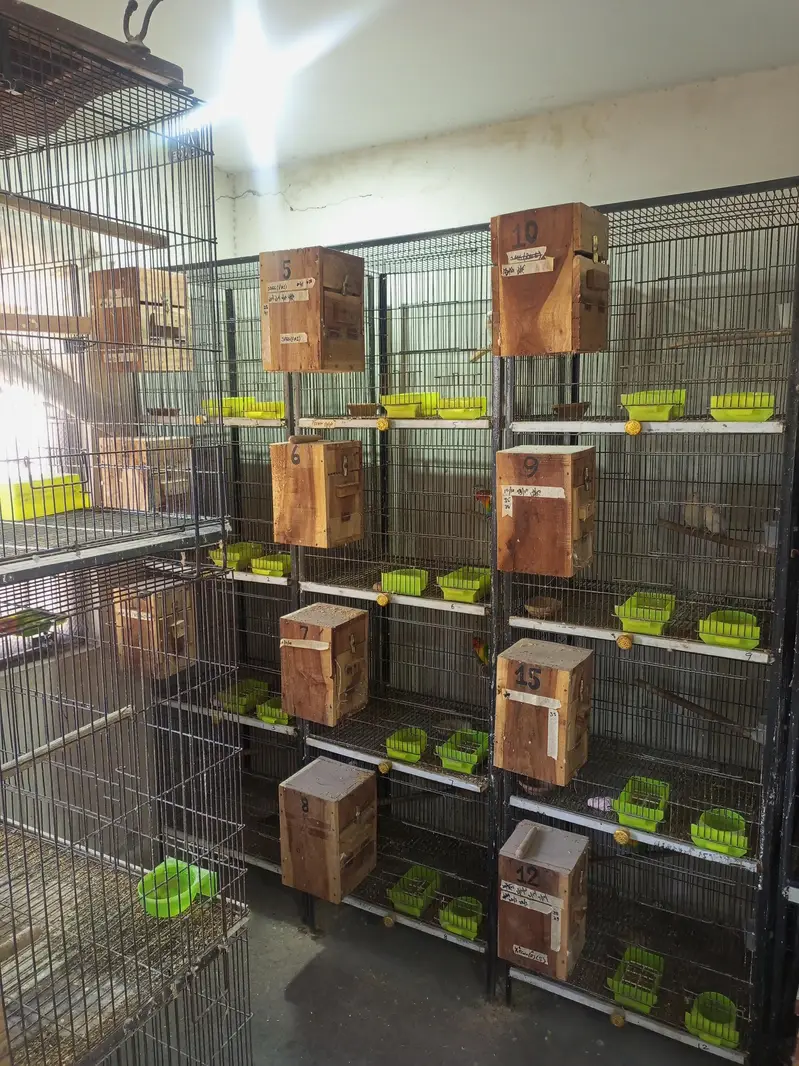 cages for sale
