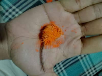 gedir singhi